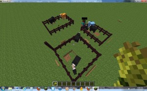 Sheep Genetics 3